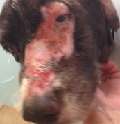 犬　放射線治療後皮膚炎ウィートグラス療法開始前
