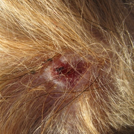 犬噛まれた傷口3日後