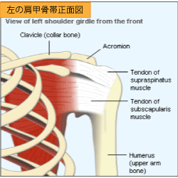 インピンジメント症候群 左肩甲骨帯正面図 
