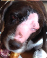 犬放射線治療後顔